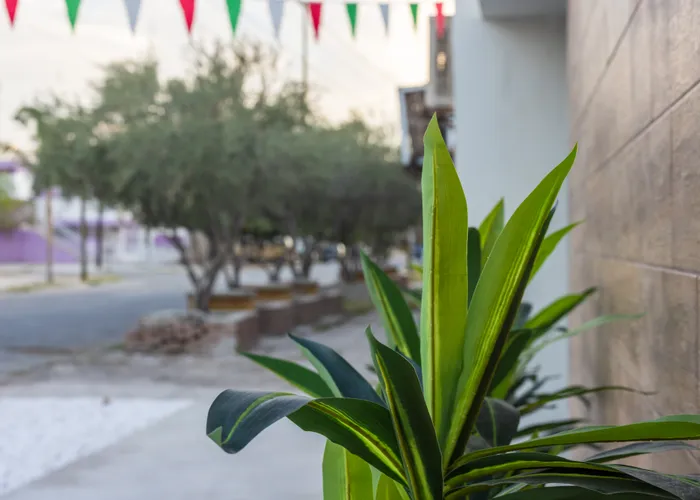 Jardinería con agave en el acceso de Departamentos del Bosque